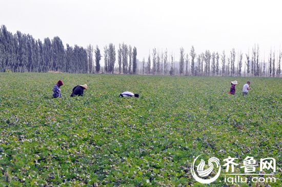 4.������ר�Ҷ����ֺͼ�������ר�ҵ�����׳̬��ʾ�����������ɼ��� ����ǿ�㣩