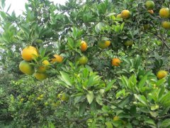 湖北宜昌柑橘惹人醉