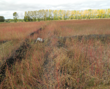 黑龙江友谊农场领导很任性 大面积良田被荒芜