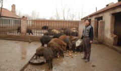 山东昌乐:野猪不肥 肉自鲜美