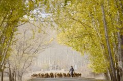 扎兰屯市春季封山禁牧“护绿、爱绿” 专项行动“正当时”