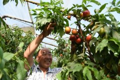 老国油桃蜜蜂授粉汁甜肉脆深受采摘者“青睐”