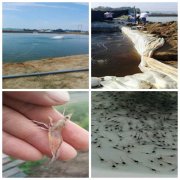 玉屏龙泉南美白对虾试生产已预售一空