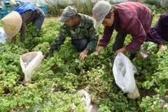 扎兰屯市党员扶贫田种植的菇娘丰收啦!