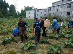 潮砥镇石板社区:民心党建+西葫芦助推秋季攻势