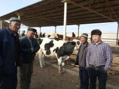 新疆沙雅县:喜领“扶贫牛” 贫困户笑开颜