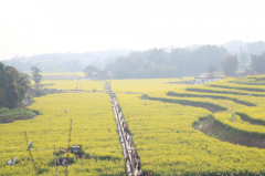 四川南溪:菜花节发力农业供给侧改革