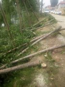 山东省新泰:承包树木遭砍伐 村民维权讨说法