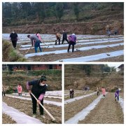 钱家乡田坝村支部引领暖人心群众增收喜颜开