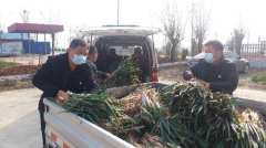 方城县古庄店镇“卖葱书记”销售忙