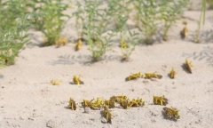 噩耗突传!东非多国遭遇70年来最大灾难,专家:比新冠病毒更恐怖