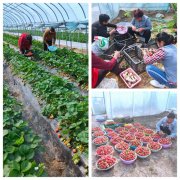 方城县陶岗村:壮大集体经济 夯实脱贫根基