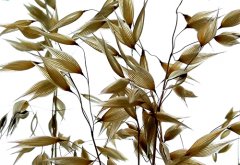 ɽ��۰�ǣ�����ҡ�� Ұ���󻨶��˶��