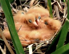 ɽ��۰�ǣ�����������̬�� ˮ��������������