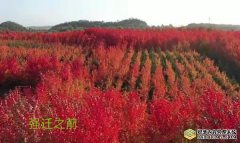 辽宁抚顺:官方缘何非要抢走企业1.85亿?