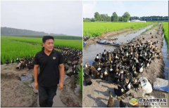 吉林德惠农民“一水多用、一田多收”鸭稻鱼共作创增收